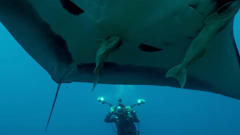 Scuba Divers Swim With Manta Ray in Mexico