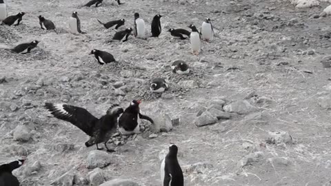 Skua attacks penguin, steals chicks and eats them whole (graphic)