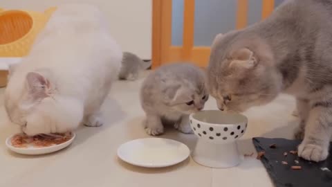 A precious kitten family celebrates mother cat Lulu's third birthday...part 01