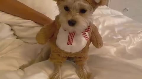 See what fancy Halloween costume Bieber and Haley have come up with for their terrier!