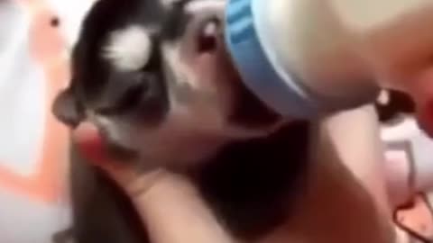 Can You Believe This Dog is Feeding Milk to a Woman and a Puppy_