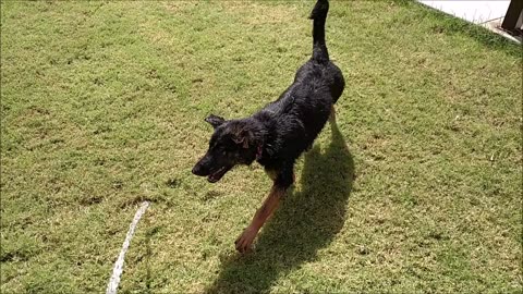 Sadie vs Water Hose (german shepherd)