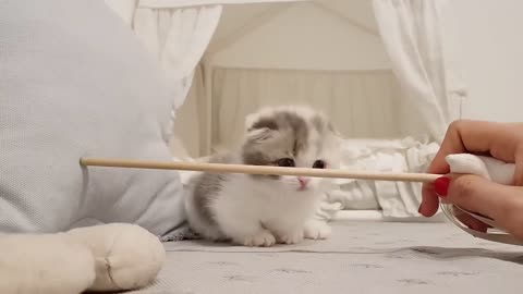 Cute White Cat video