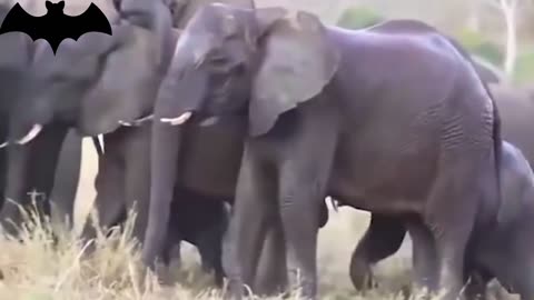 Elephants bully hippos