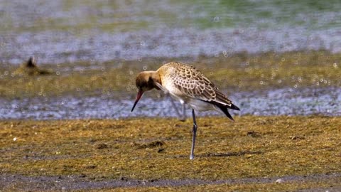 The Black-Tailed Godwit: Close Up HD Footage (Limosa limosa)