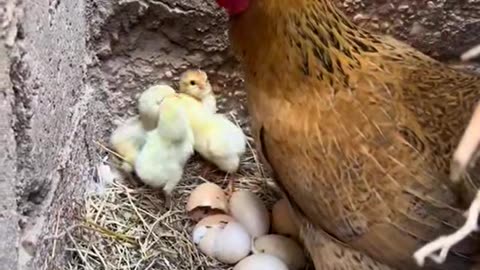 The hen takes care of the chicks