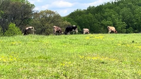 Daily Cows Inside a House