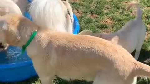 How many Goldens can you fit in your kiddie pool