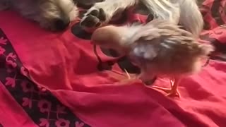 My Luna and little Goldi, old video 🐤🐕
