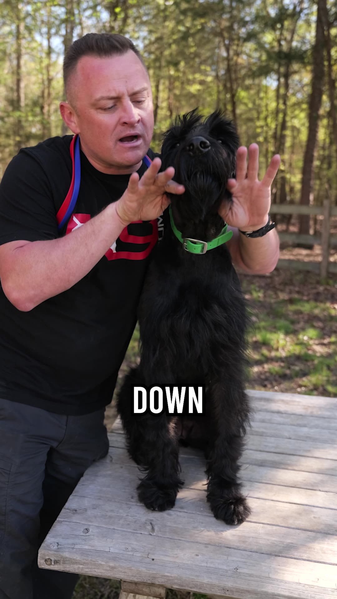 Where Does the Giant Schnauzer Get Its Name From?