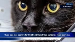 Plannedemic 3.0: Circle Jerking to Bird Flu Hoax ft Kill Pets, Ban Animals (NurembergTrials.net)