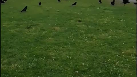 Crows