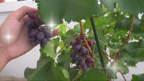 Grapes Care Guide in Under A Minute