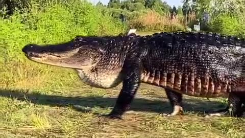 Large Alligator Spotted