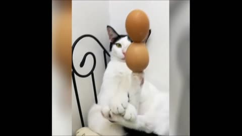 "Cat's Egg-citing Balancing Act: Hilarious Standby Compilation"