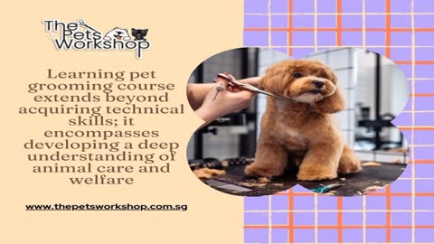 Doing a pet grooming course in Singapore is an enriching journey that opens doors