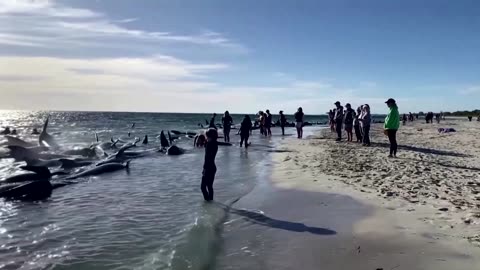 Pods of whales stranded on Australia's west coast