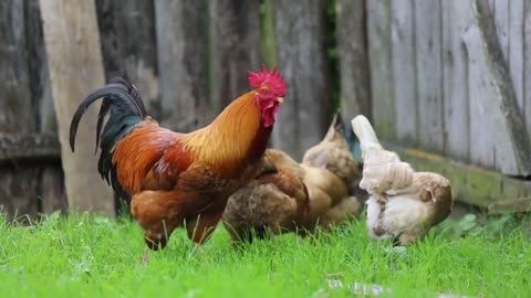 📹 Best animals video | farm animals | giant animals | funny animals