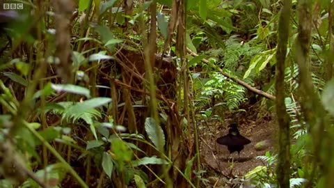 Bird Of Paradise: Appearances COUNT! | Animal Attraction | BBC Earth