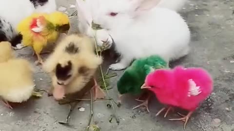 #BabyDuck #Rabbit #BabyChicken Eating Food Together