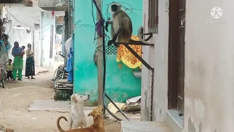 Two Dogs and a Monkey Walk into a Bar Fight