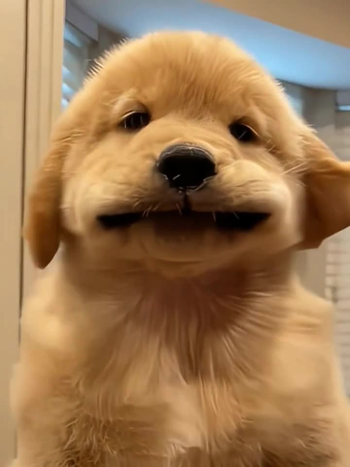The cute little golden retriever wants to share it with the cutest person