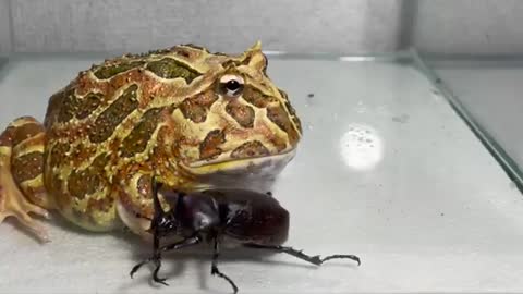 Beetle and frog / Pacman frog , African bullfrog【WARNING LIVE FEEDING】