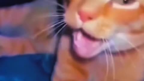 Part 5 | Funny cat videos