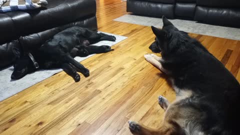 German Shepherd Family