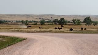 Bison Wallowing