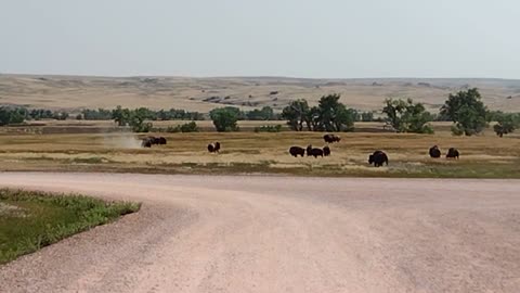 Bison Wallowing