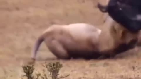 Battle between lion and buffalo