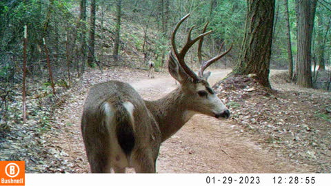 Herd of Deer with a Beautiful Buck