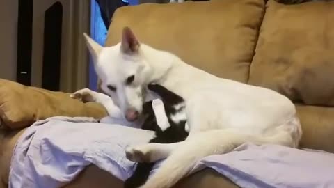 White German Shepherd Dog loves her Cat