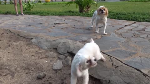 How Dogs React When Seeing Stranger 25-Running, Barking? | Viral Dog