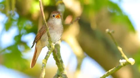Common Nightingale (Luscinia megarhynchos) singing