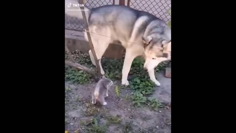 Try Not To Laugh Dogs And Cats 😁 - Funniest Animals Video 2023🐧