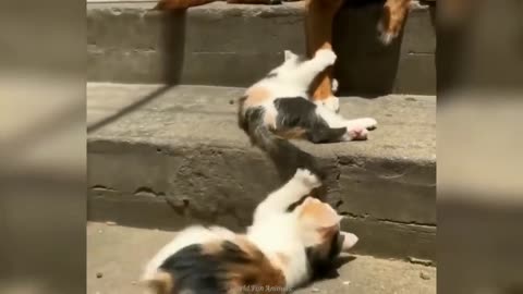 FUNNY ANIMALS VIDEOS. FUNNY CATS AND DOGS ETC.