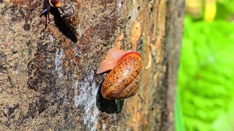 Insects and snails under a small tree trunk/red ants and snails.