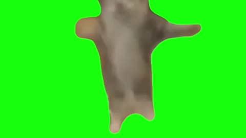 Happy Happy Happy Cat | Green Screen