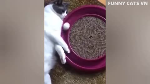 Best Funny Animal Videos 2022 - Funniest Cats And Dogs Video