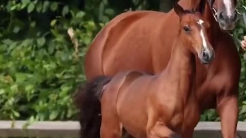 #FunnyHorsesVideos2023 #HorseVideos #Funnyh $Horsevideos #HorseRiding #CuteMomentofthehorses2023