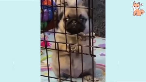 Funny Dog Videos 2021 🐶 It's time to LAUGH with Dog's life