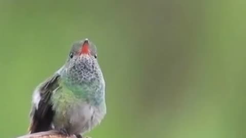 Antillean Crested Hummingbirds Animals Videos For Kids