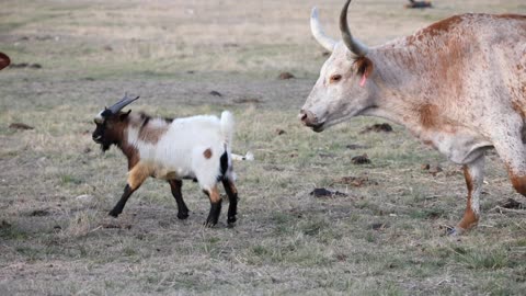 Fudge sparring with his Longhorn friend