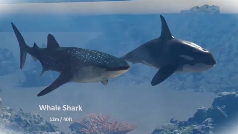 Size comparison in three dimension from small to large animals