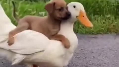 Funny Dogs and duck Videos 2024 Funniest Animal Videos