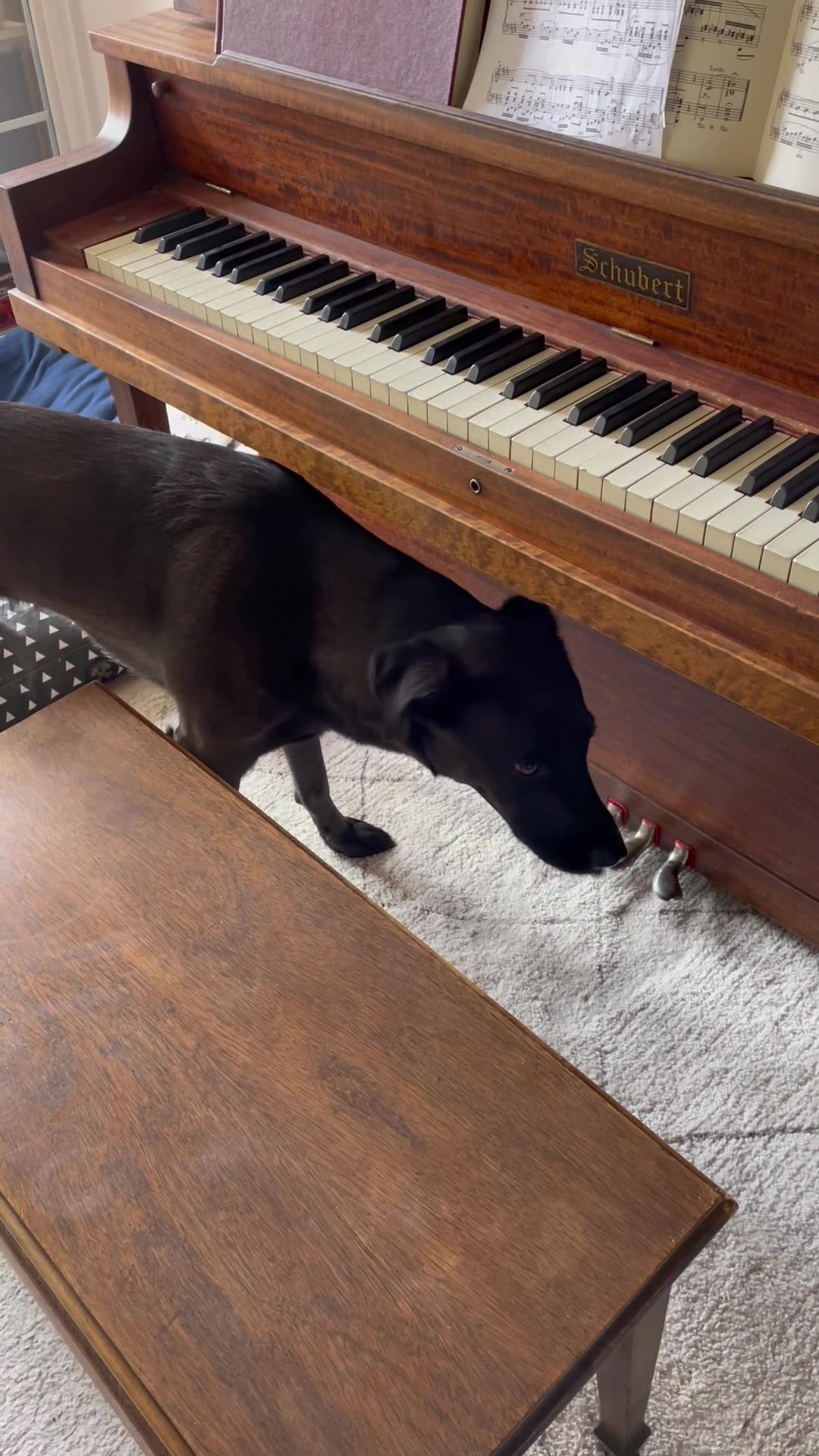 Dog Demands Live Piano Music