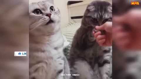 @Best Funny Animals Videos 2024 😅_Funny and Cutie Cats 😺 and Dogs 🐶 videos