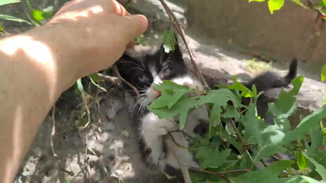 Very cute playful kittens living on the street